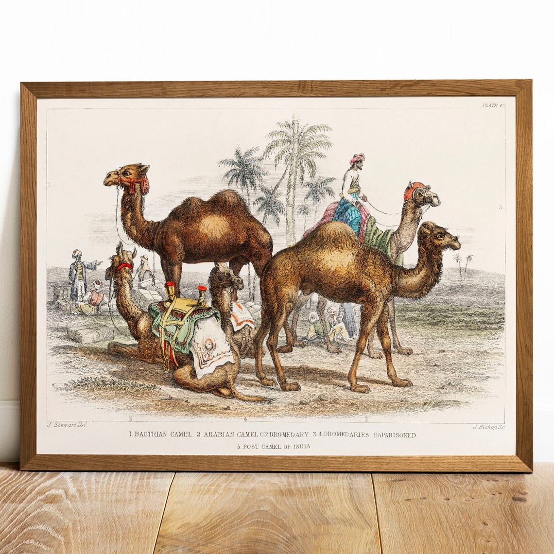 Camel Collection Vintage Animal Art Print