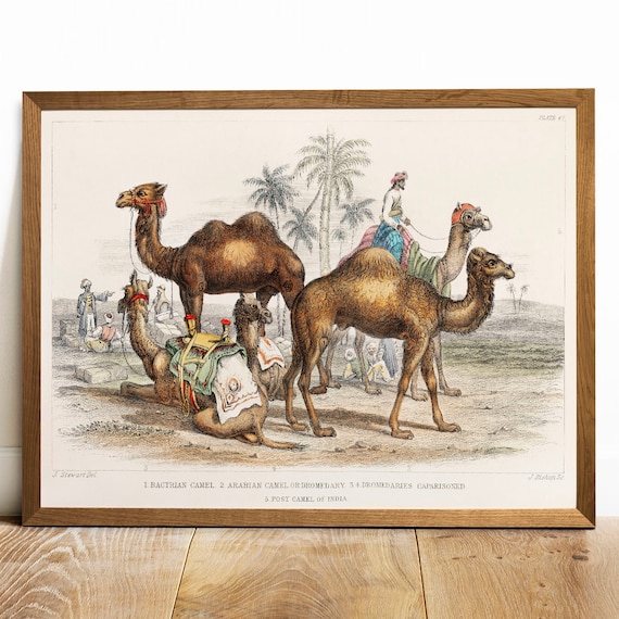 Camel Collection Vintage Animal Art Print