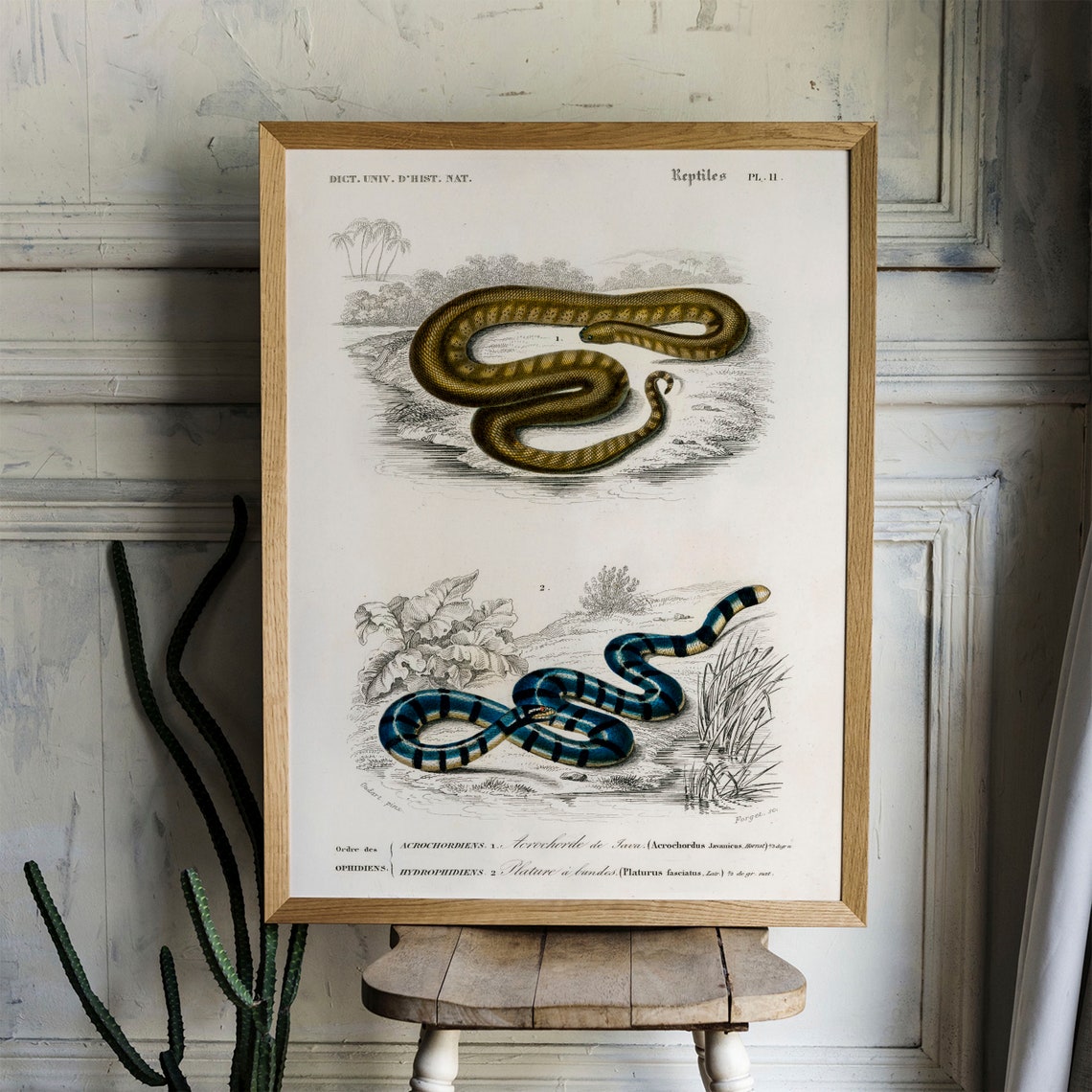 Vintage French Reptiles Snake Chart Natural History Art Print - Image 4