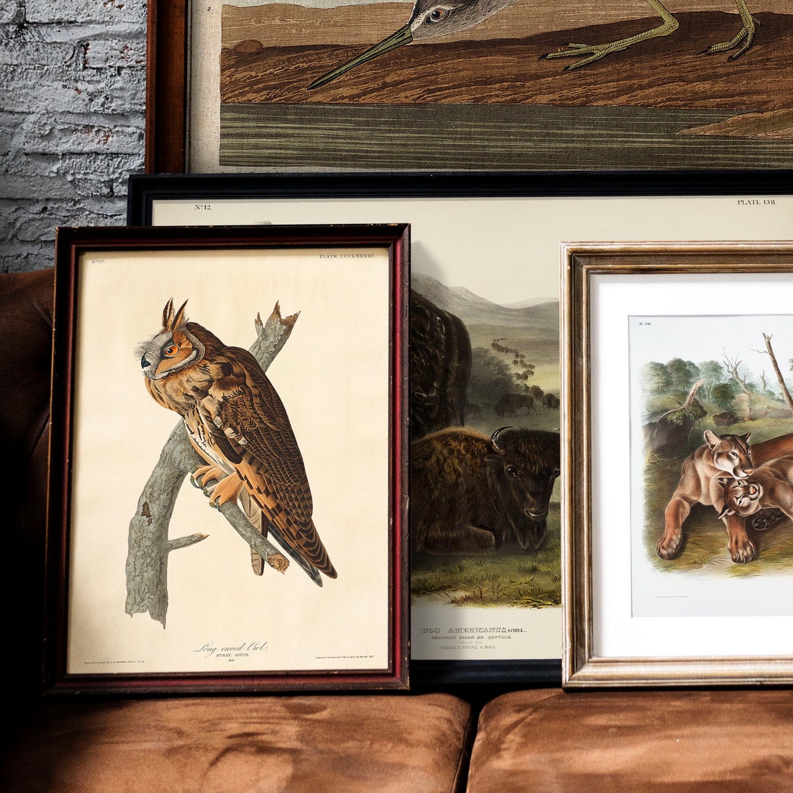 Long-Eared Owl on Branch Antique Bird Plate Illustration Poster - Image 2