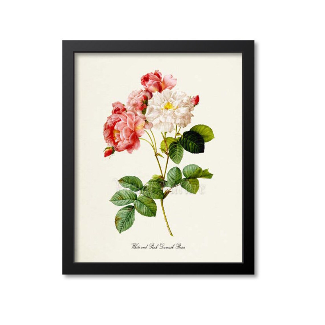 White and Pink Damask Roses Botanical Art Print
