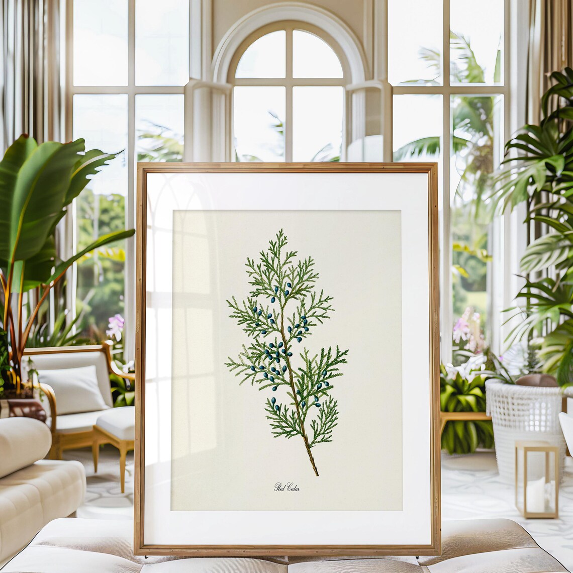 Red Cedar Tree Botanical Art Print, Botanical Decor - Image 3