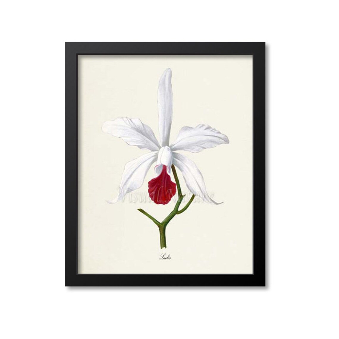 White Laelia Orchid Crimson Center Elegant Vintage Flower Poster