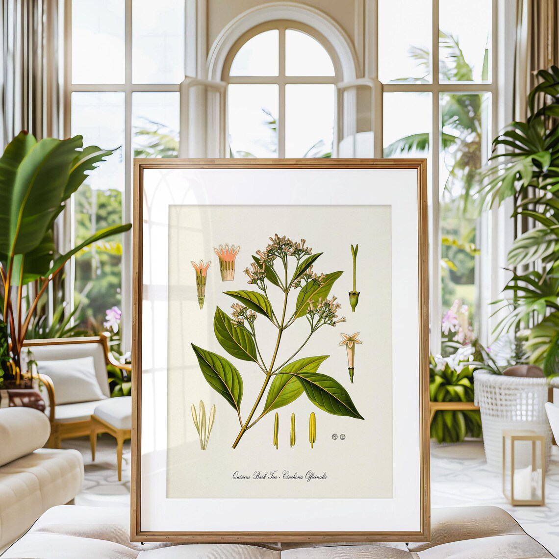 Quinine Bark Tree Botanical Art Print, Cinchona - Image 3