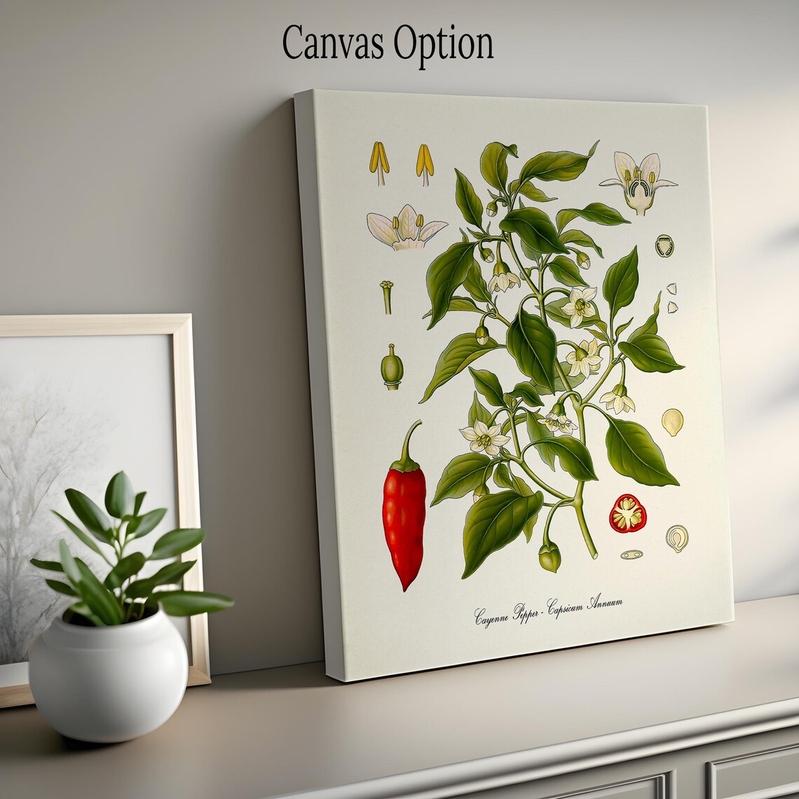 Cayenne Pepper Botanical Art Print, Capsicum Annuum - Image 2