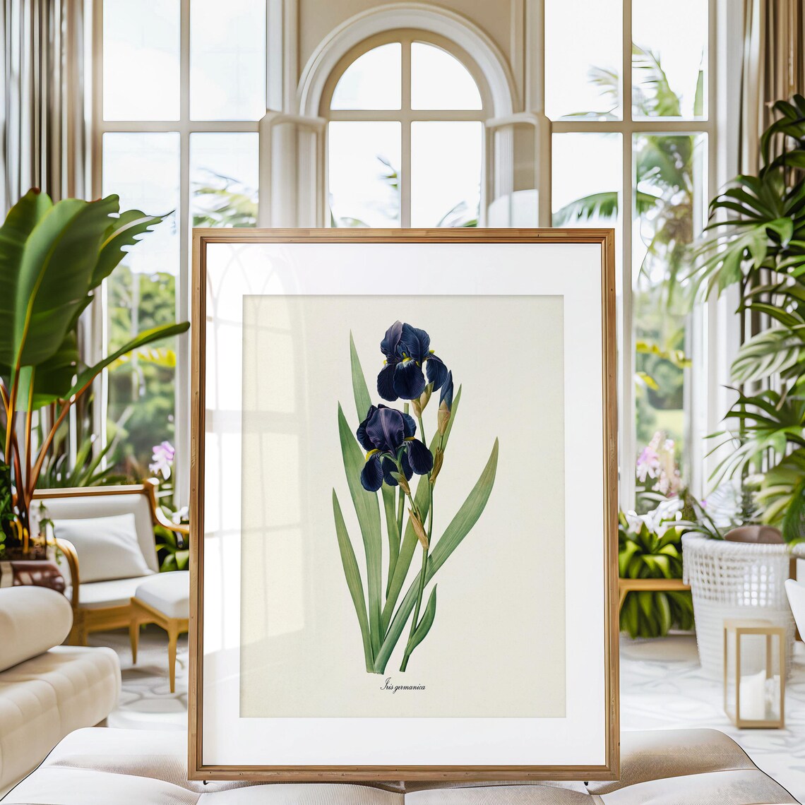 Bearded Iris Botanical Art Print, Redoute Iris - Image 3