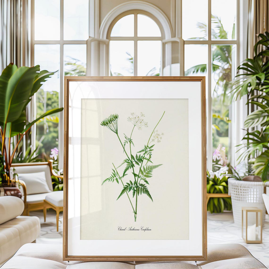 Chervil Anthriscus Cerefolium Vintage Culinary Herb Study Poster - Image 3