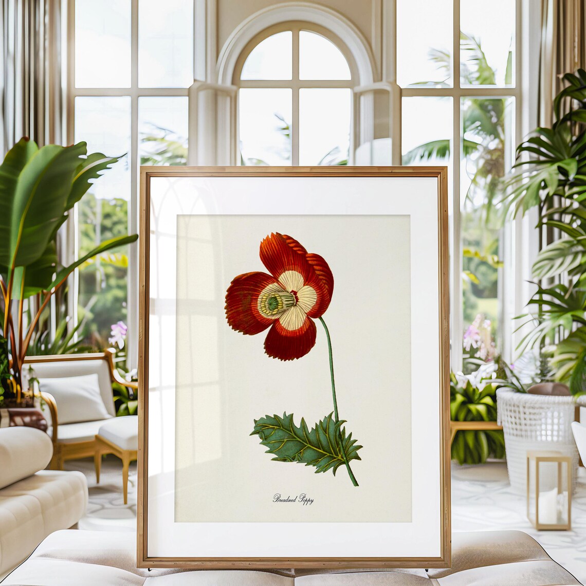 Breadseed Poppy Botanical Art Print, Floral Study - Image 3