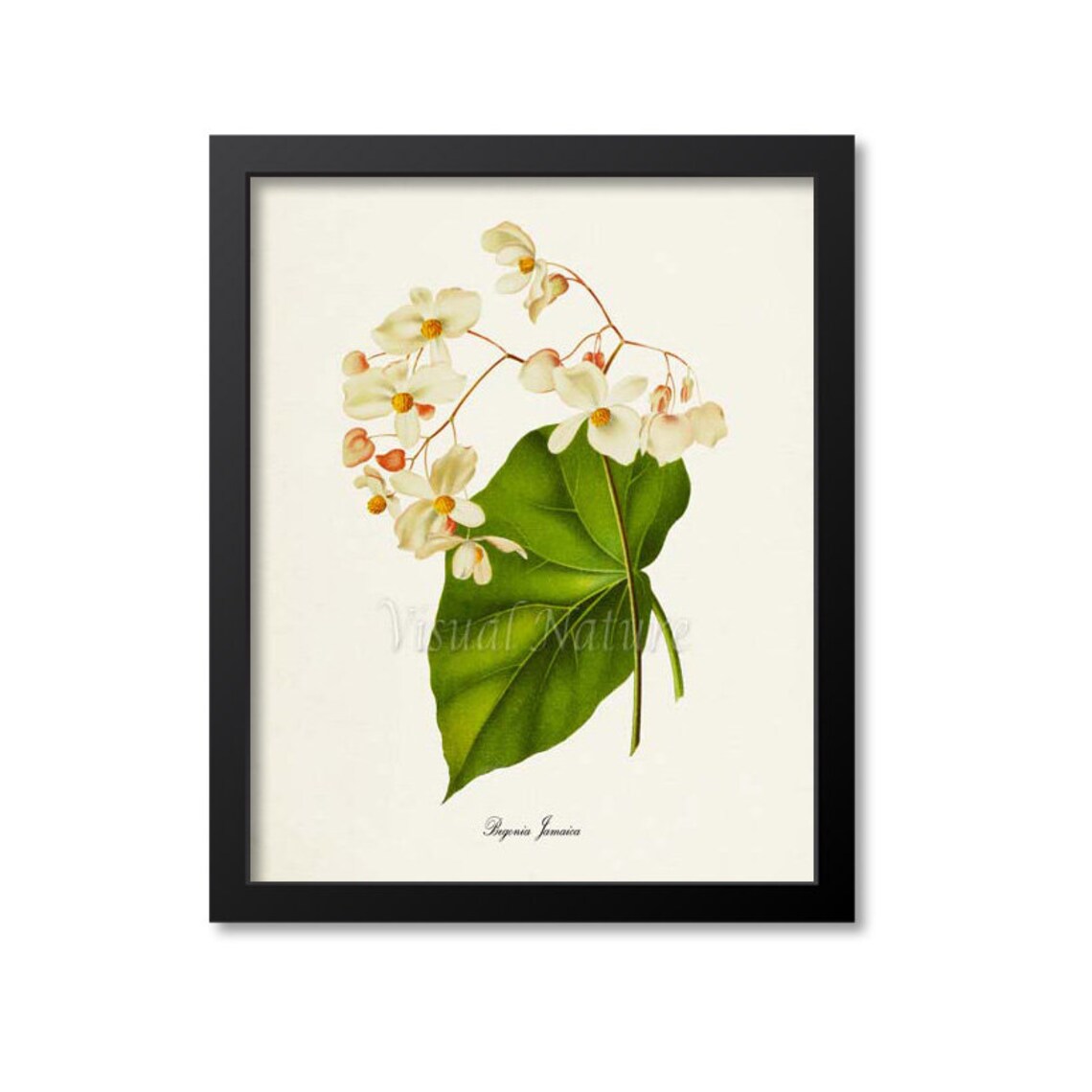 Begonia Jamaica Flower Floral Botanical Art Print