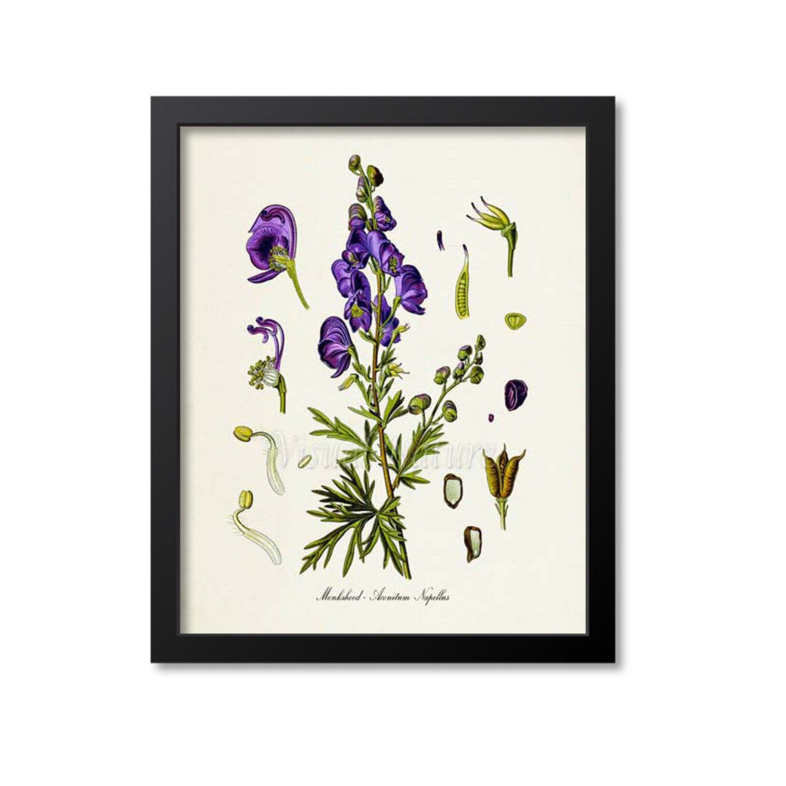 Monkshood Botanical Art Print, Medicinal Plant