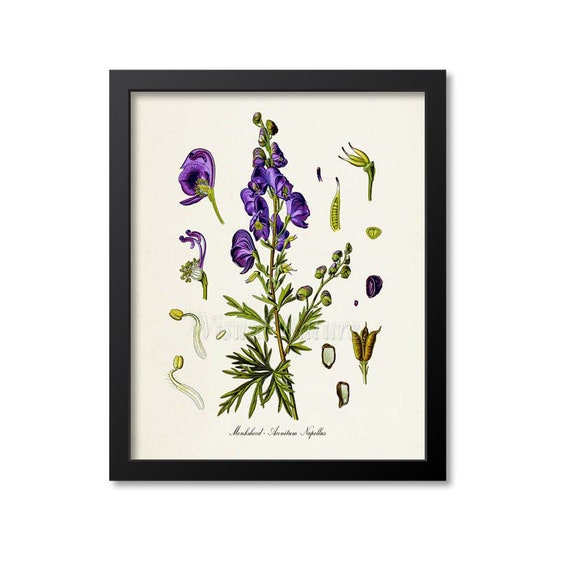 Monkshood Botanical Art Print, Medicinal Plant