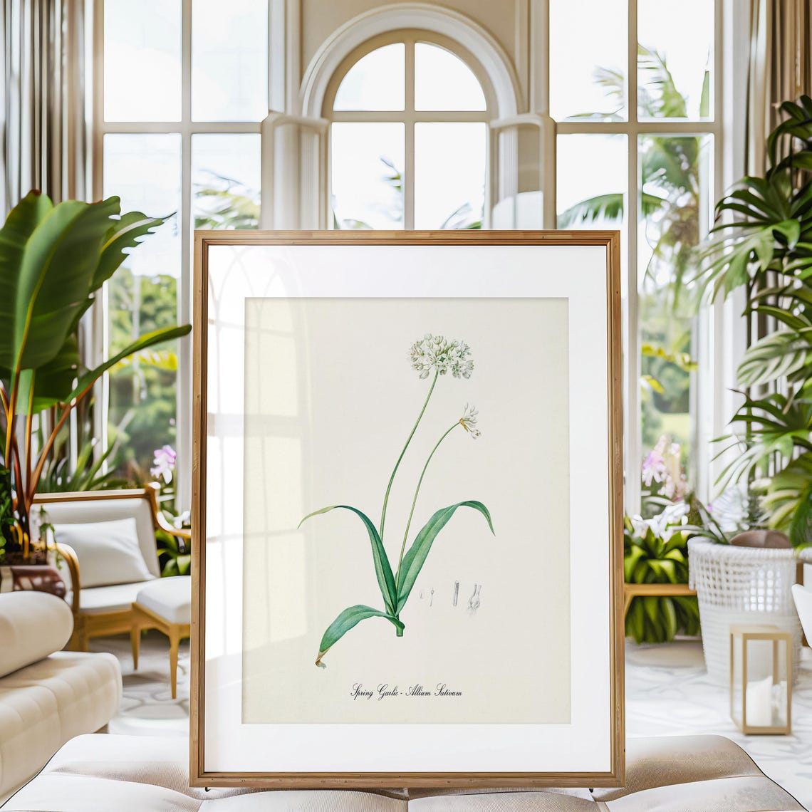 Spring Garlic Allium Sativum Vintage Botanical Herb Art Poster - Image 3