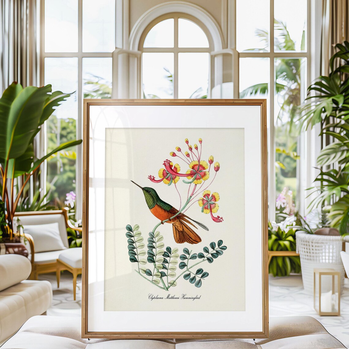 Clytolaema Matthewsi Hummingbird Art Print, Floral Poster - Image 3