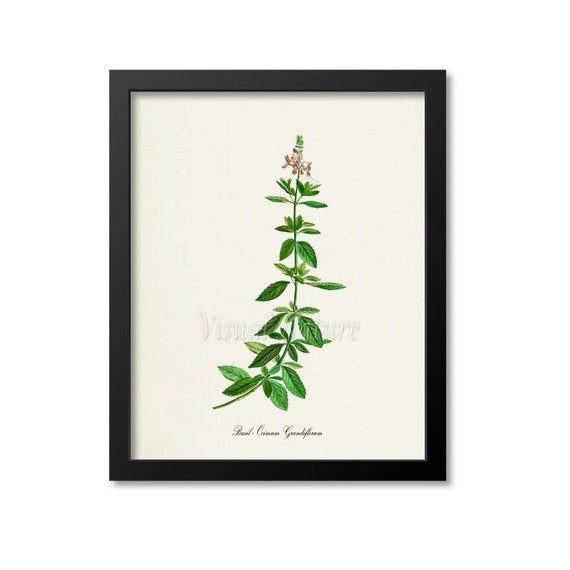 Basil Botanical Art Print, Ocimum Grandiflorum