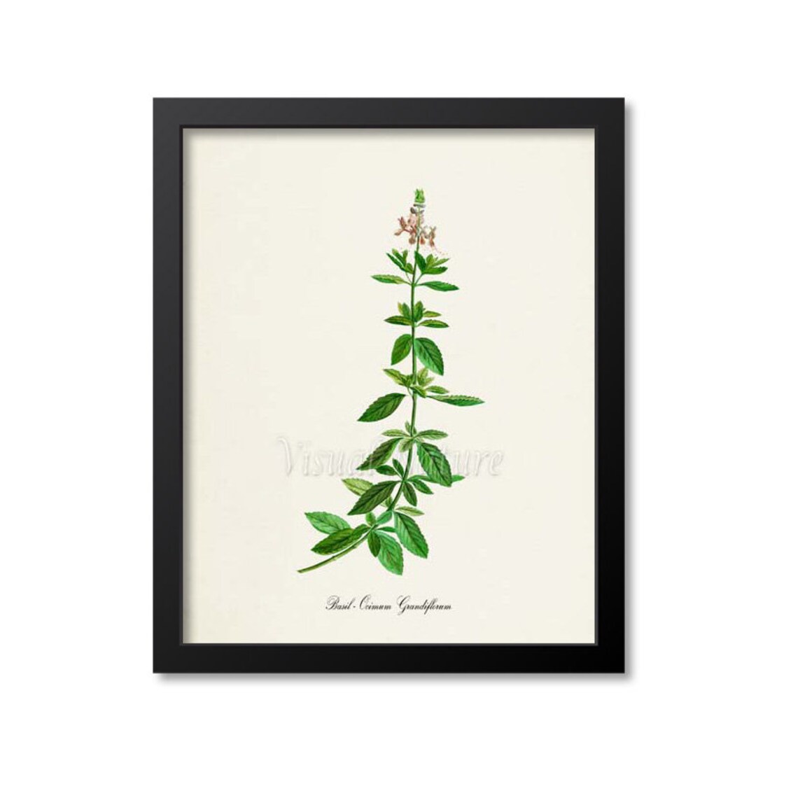 Basil Botanical Art Print, Ocimum Grandiflorum