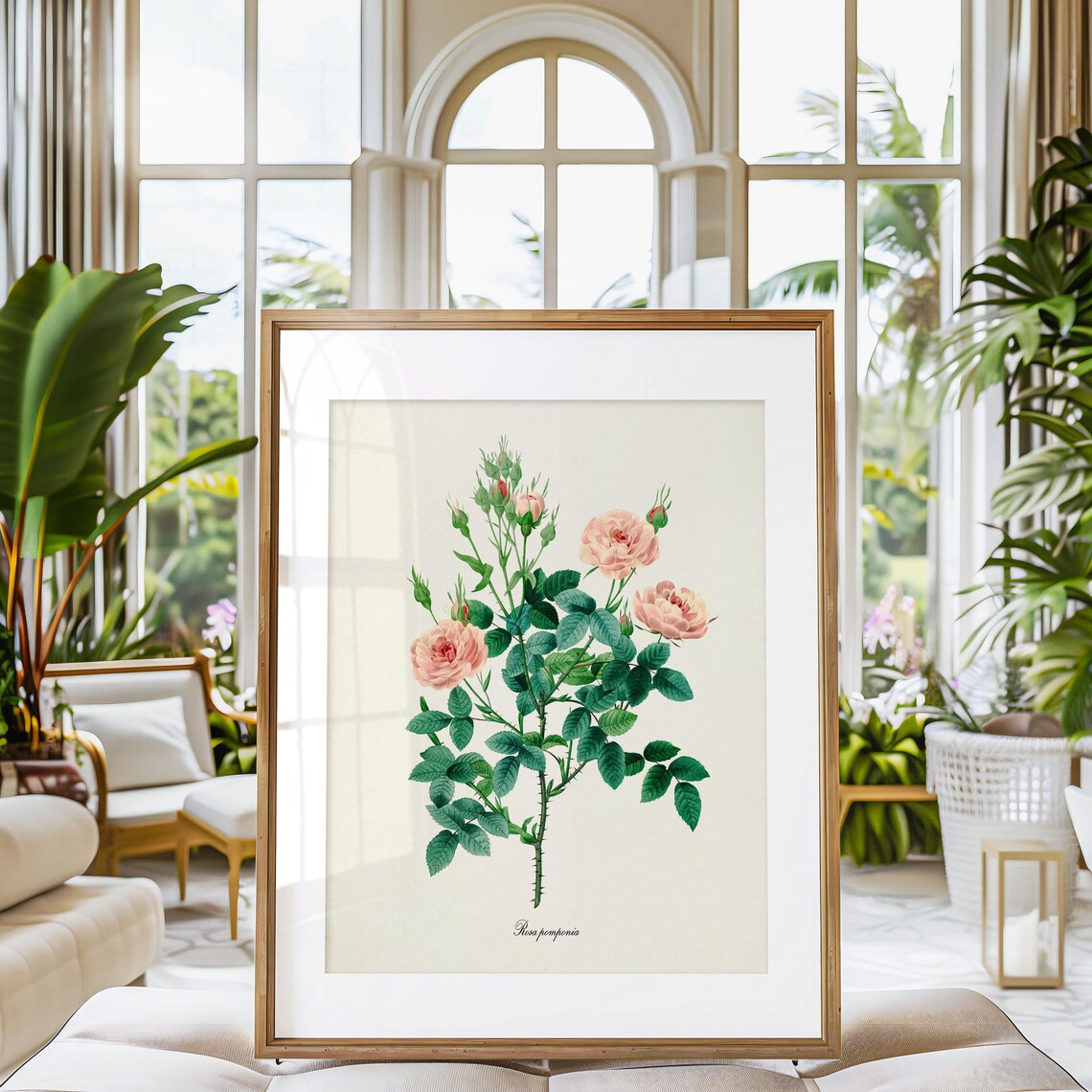 Pompon Rose Botanical Art Print, De Meaux Rose - Image 3