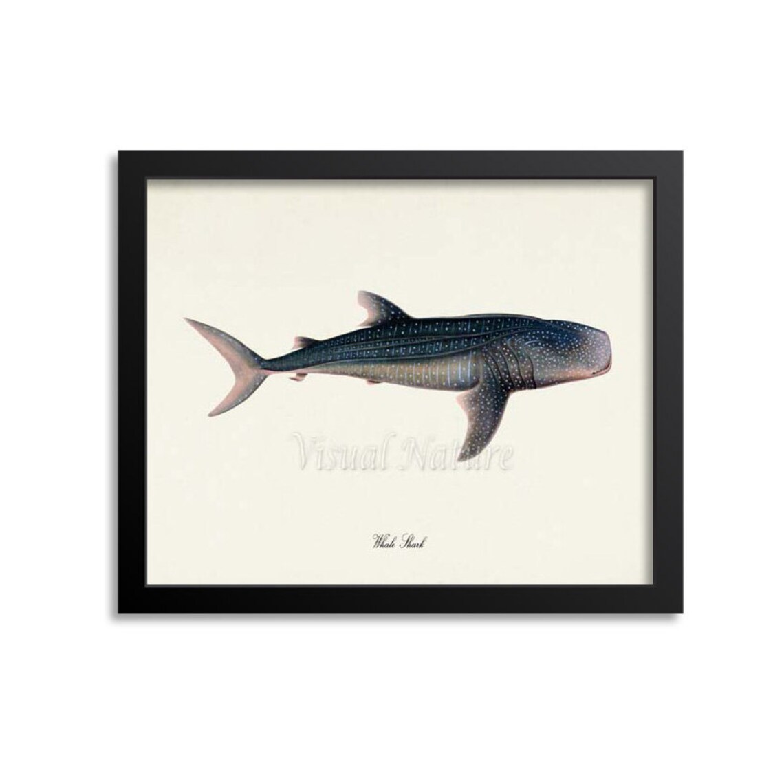 Whale Shark, Rhincodon Typus Sea Life Art Print