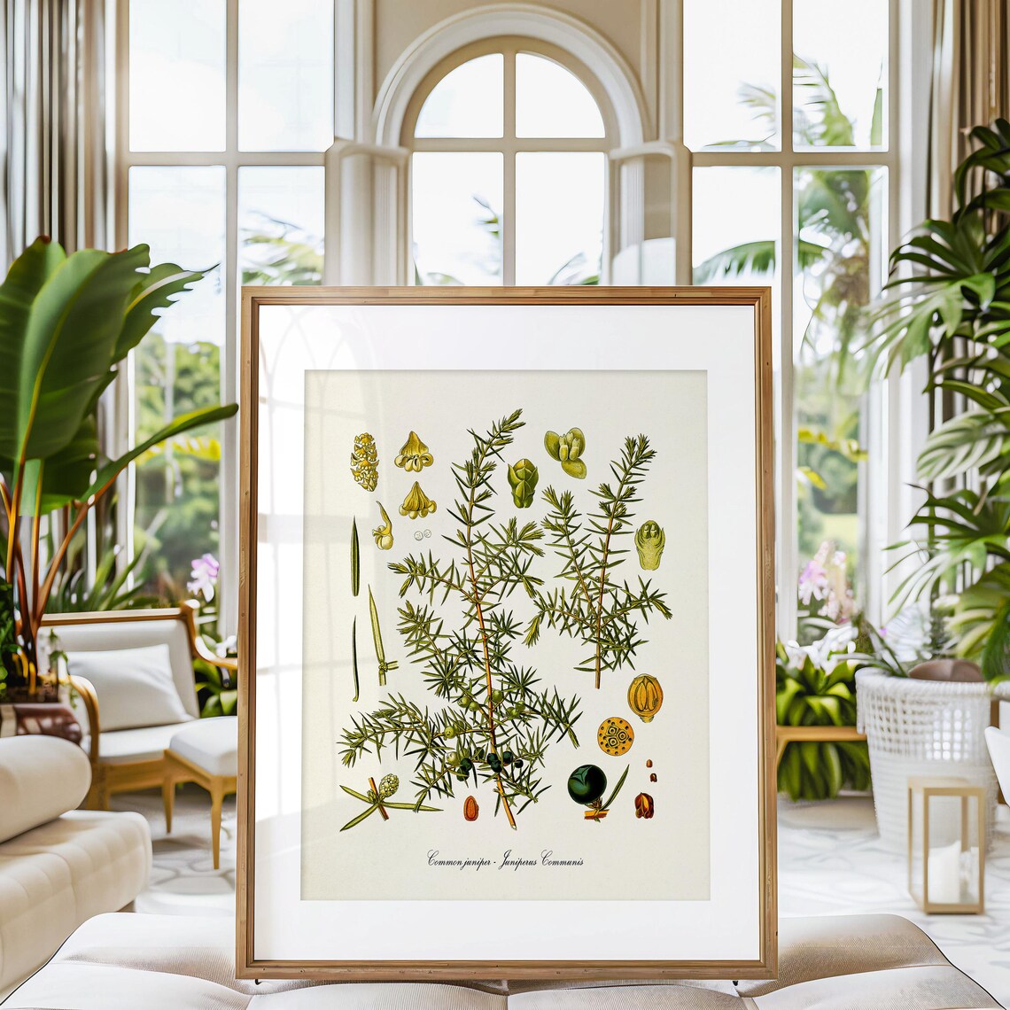Juniper Botanical Art Print, Botanical Wall Decor - Image 3