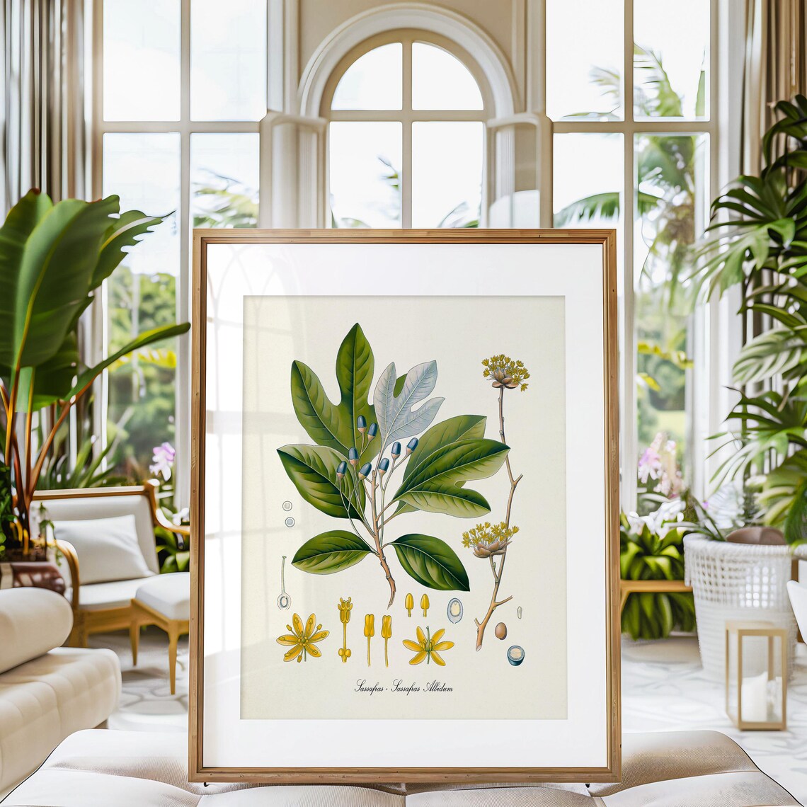 Sassafras Botanical Art Print, Kitchen Wall Decor - Image 3