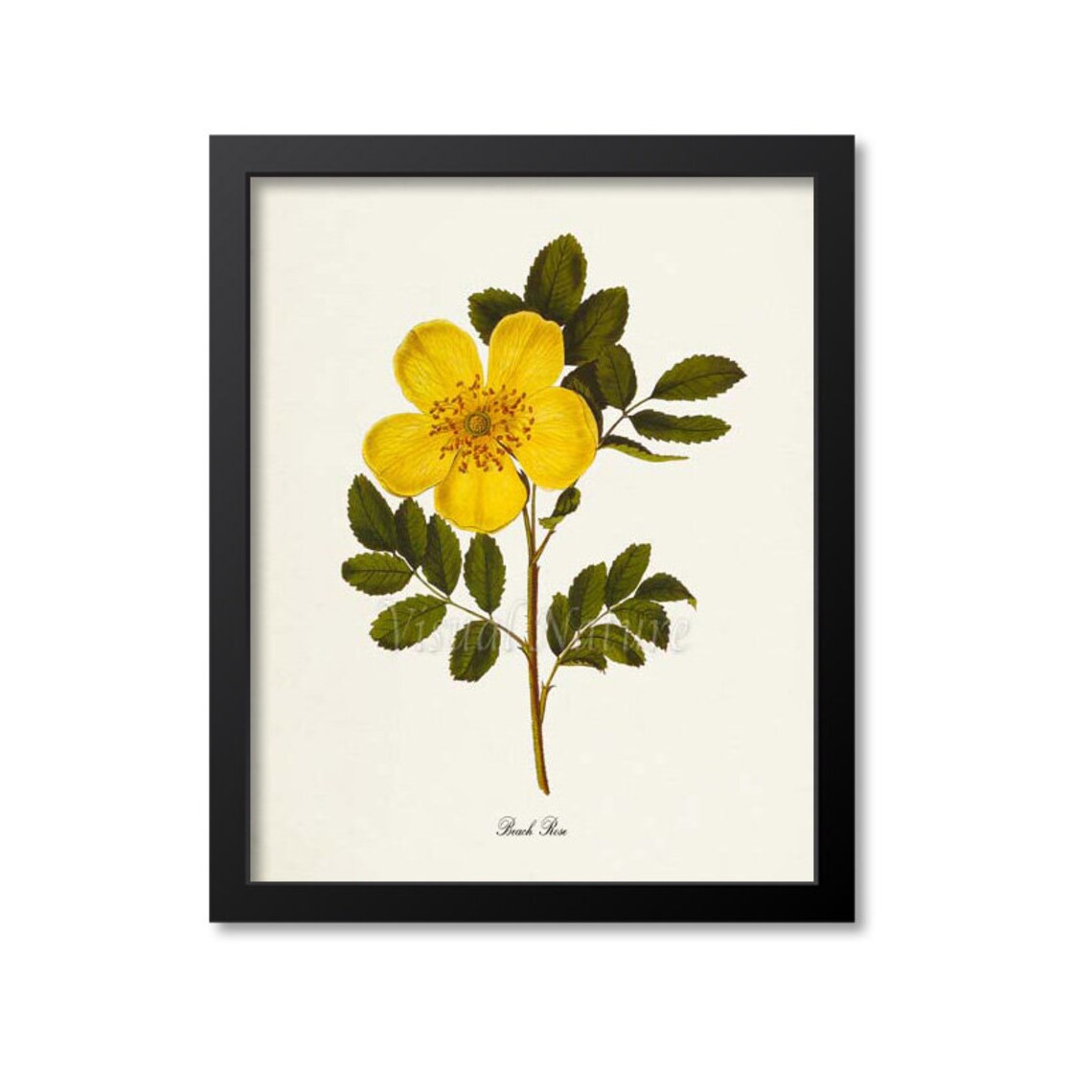 Beach Rose Botanical Art Print, Yellow Rose Poster
