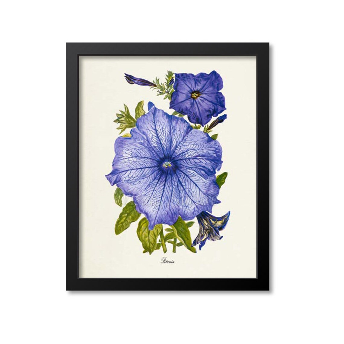 Petunia Botanical Art Print, Purple Floral Decor