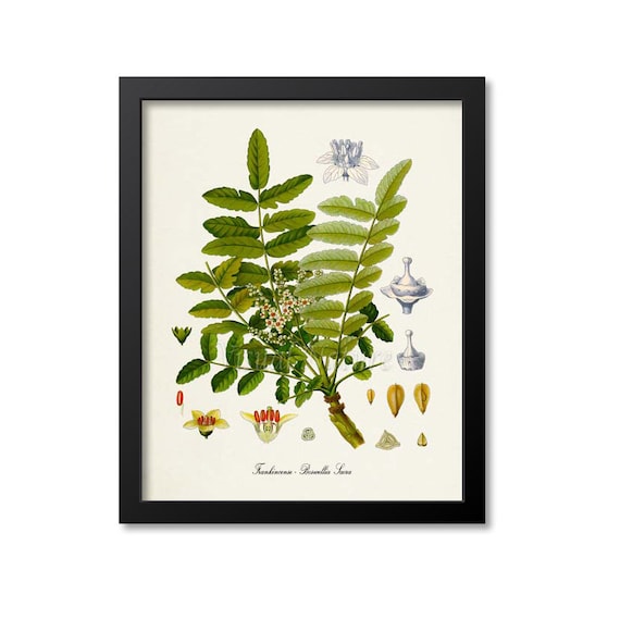 Frankincense Botanical Print, Boswellia Sacra Art Print