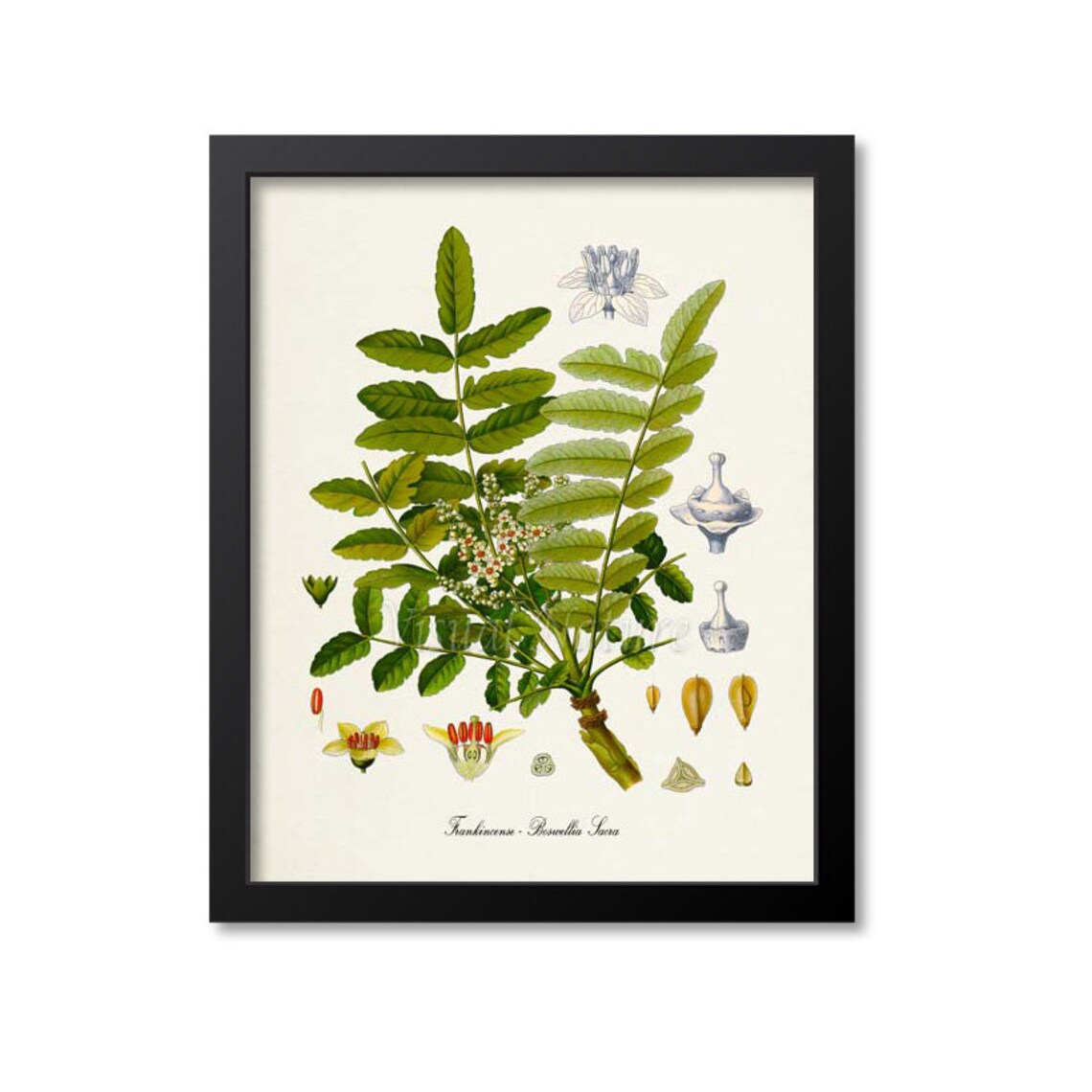 Frankincense Botanical Print, Boswellia Sacra Art Print