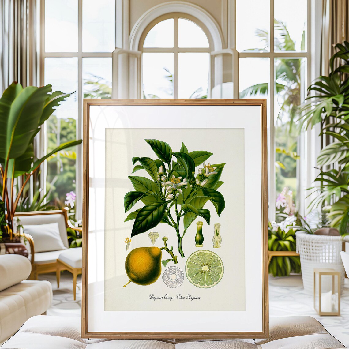 Bergamot Orange Botanical Art Print, Citrus Bergamia - Image 3