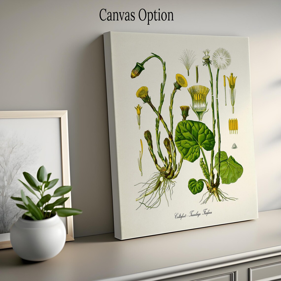 Coltsfoot Botanical Print, Tussilago Farfara Art Print - Image 2