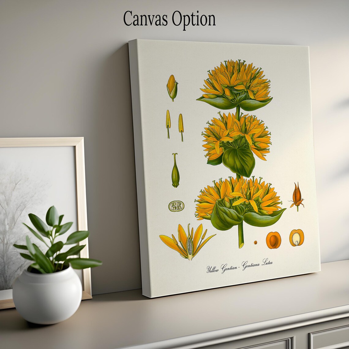 Yellow Gentian Botanical Art Print, Gentiana Lutea - Image 2