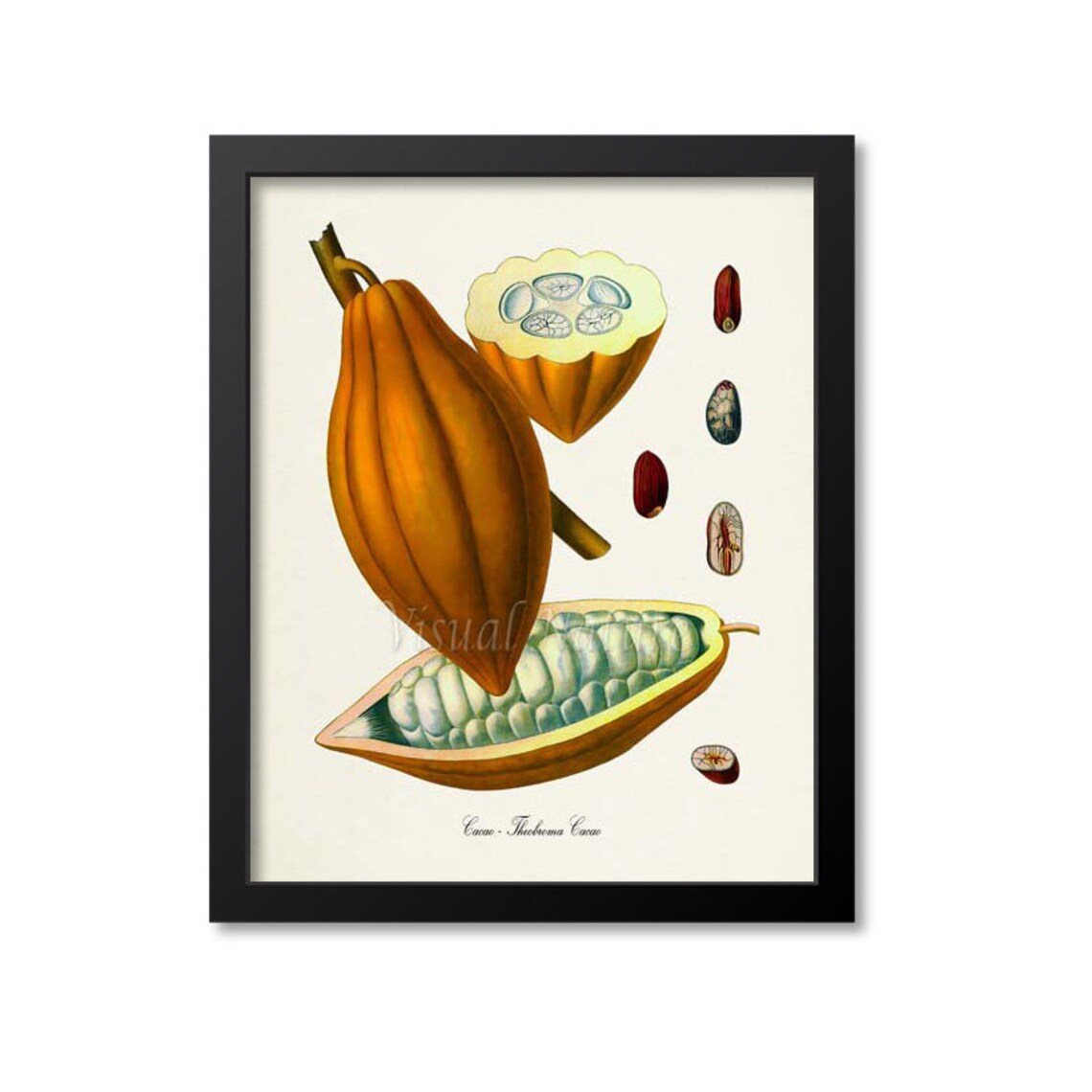 Cacao Botanical Art Print, Cocoa Tree and Beans