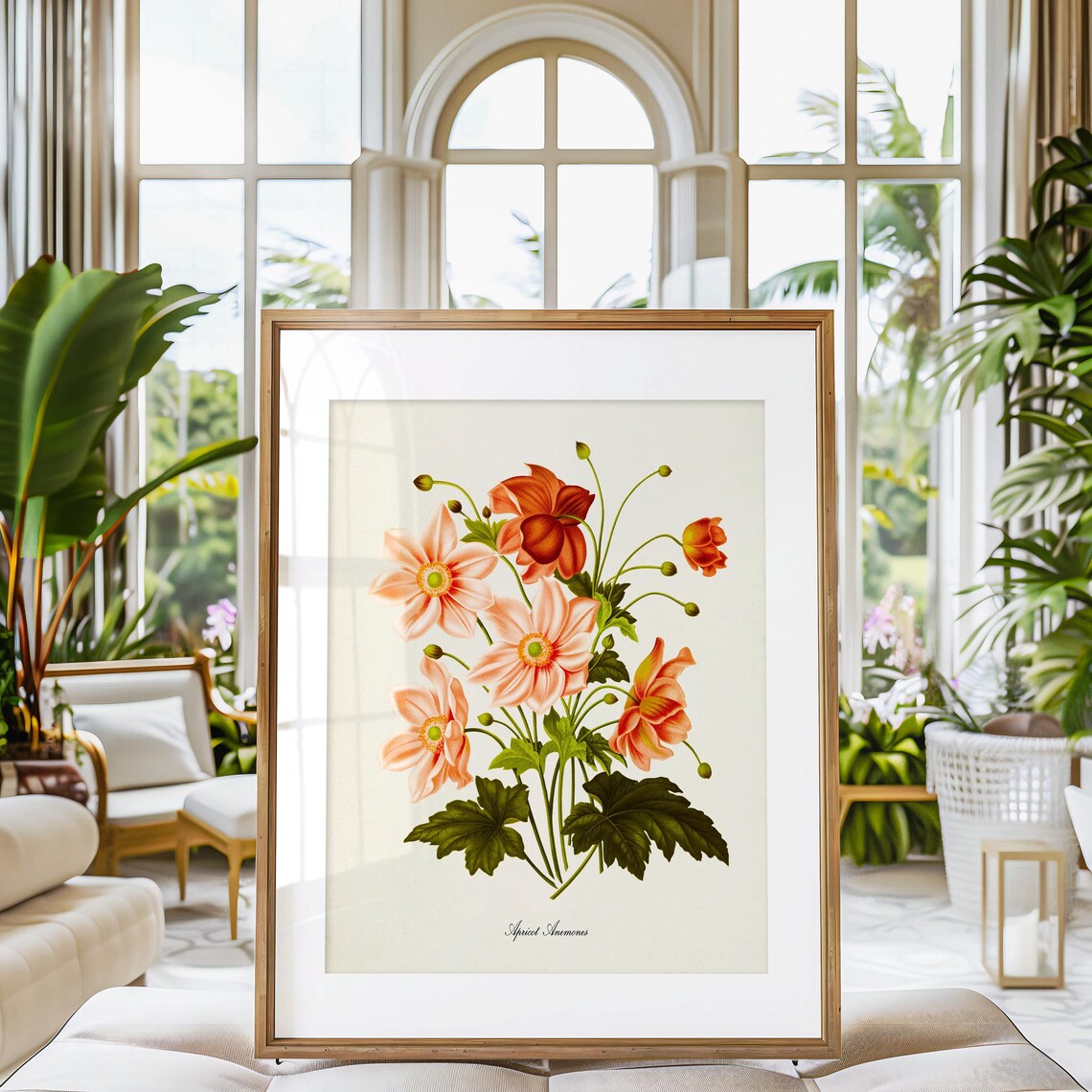 Anemone Flower Botanical Art Print, Apricot Flowers - Image 3