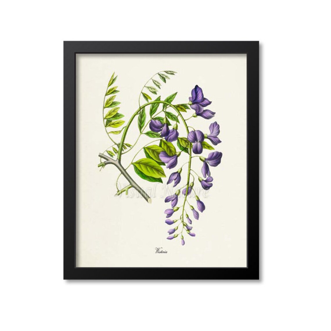 Wisteria Botanical Art Print, Floral Wall Decor