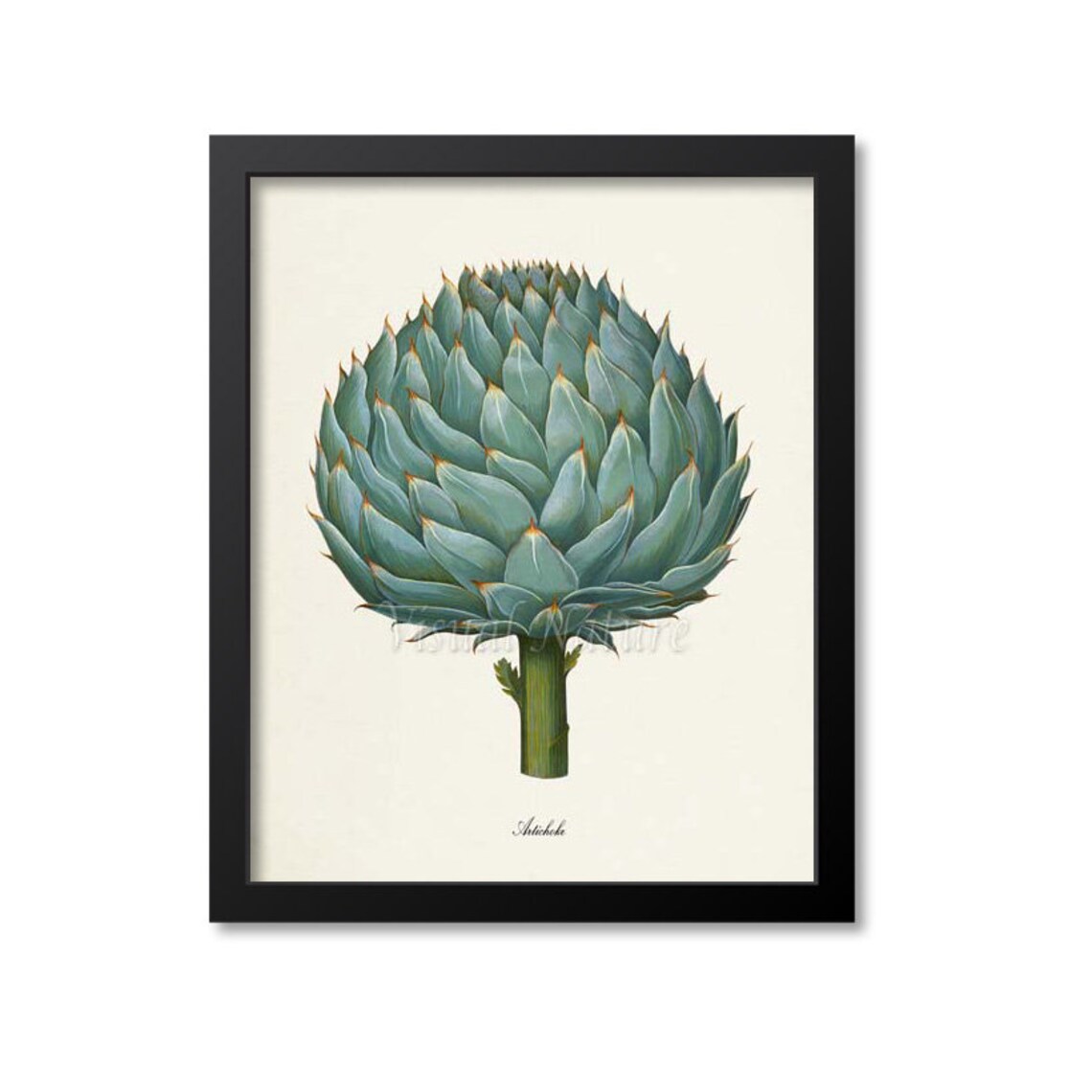 Artichoke Botanical Art Print, Kitchen Wall Art