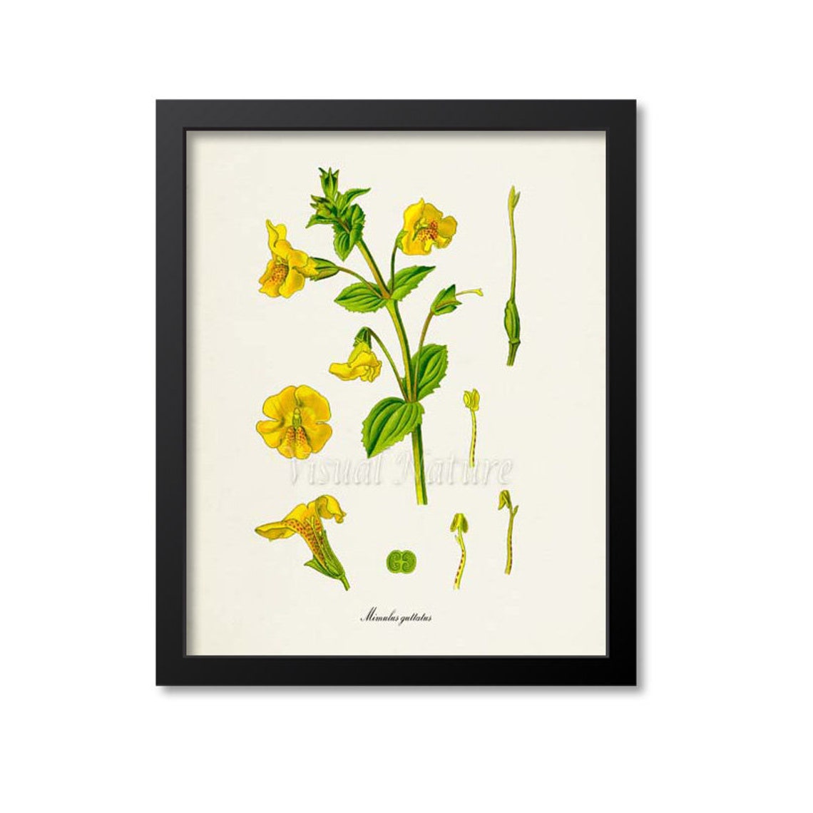Yellow Monkeyflower Mimulus Guttatus Flower Study Art Poster