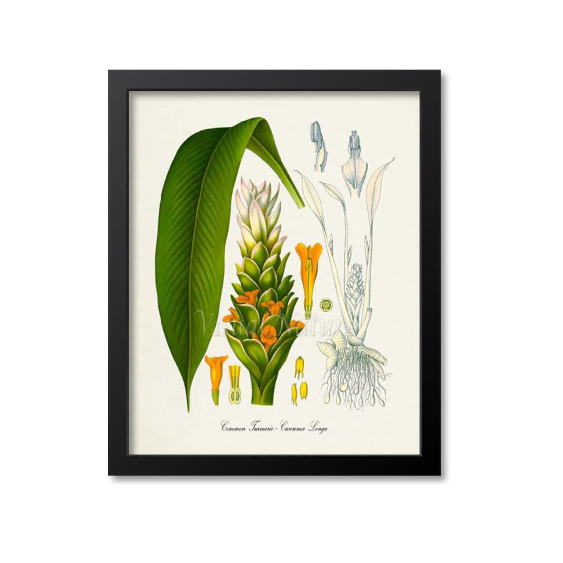 Turmeric Botanical Wall Art Print, Curcuma Longa
