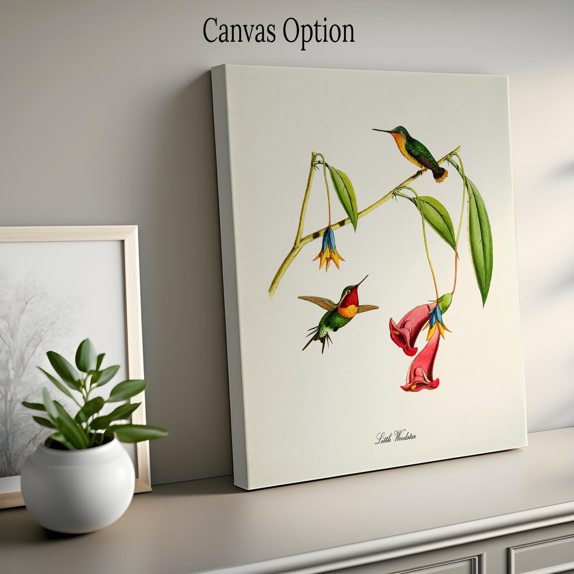 Little Woodstar Hummingbird Art Print, Bird Art - Image 2