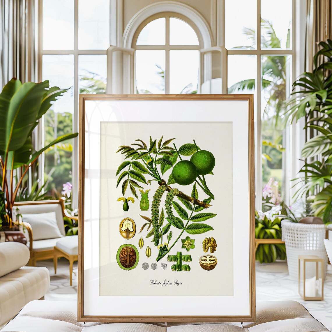 Walnut Botanical Print, Juglans Regia Art Print - Image 3