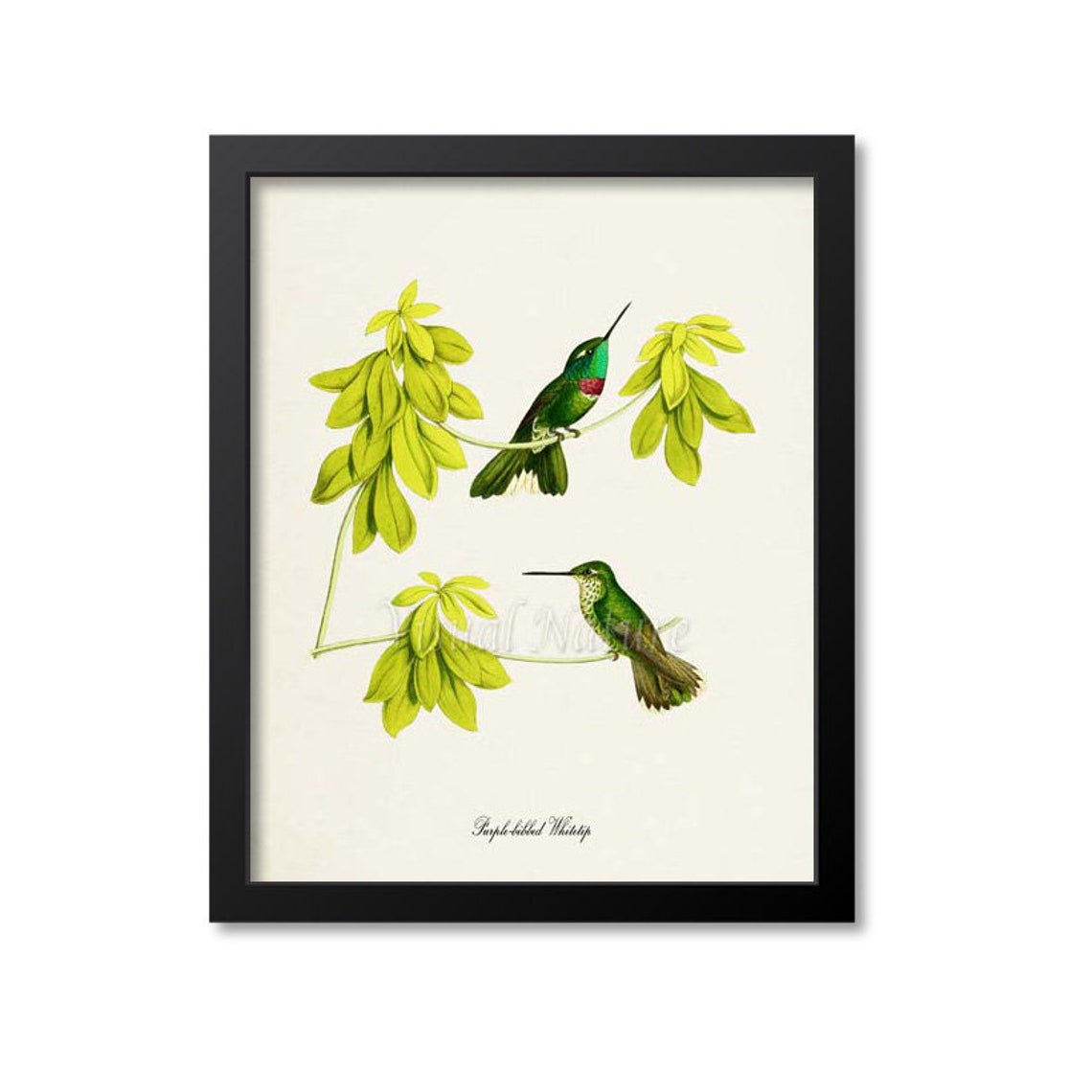 Purple Bibbed Whitetip Hummingbird Print Bird Art Print Bird Art Bird Poster Flower Art Floral Garden Hummingbird Art Green
