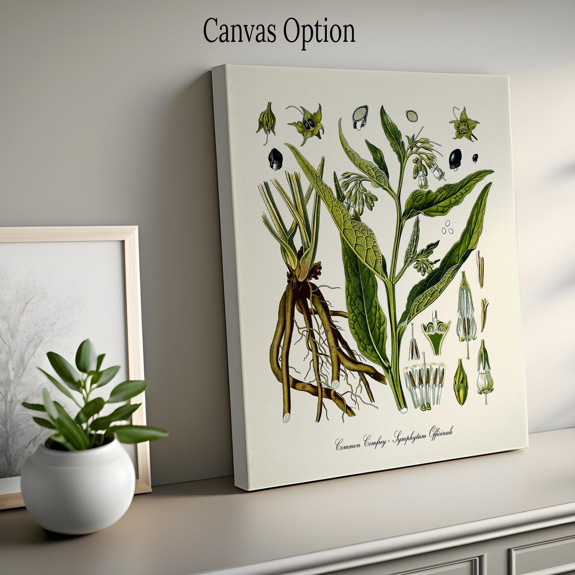 Common Comfrey, Symphytum Officinale Art Print - Image 2