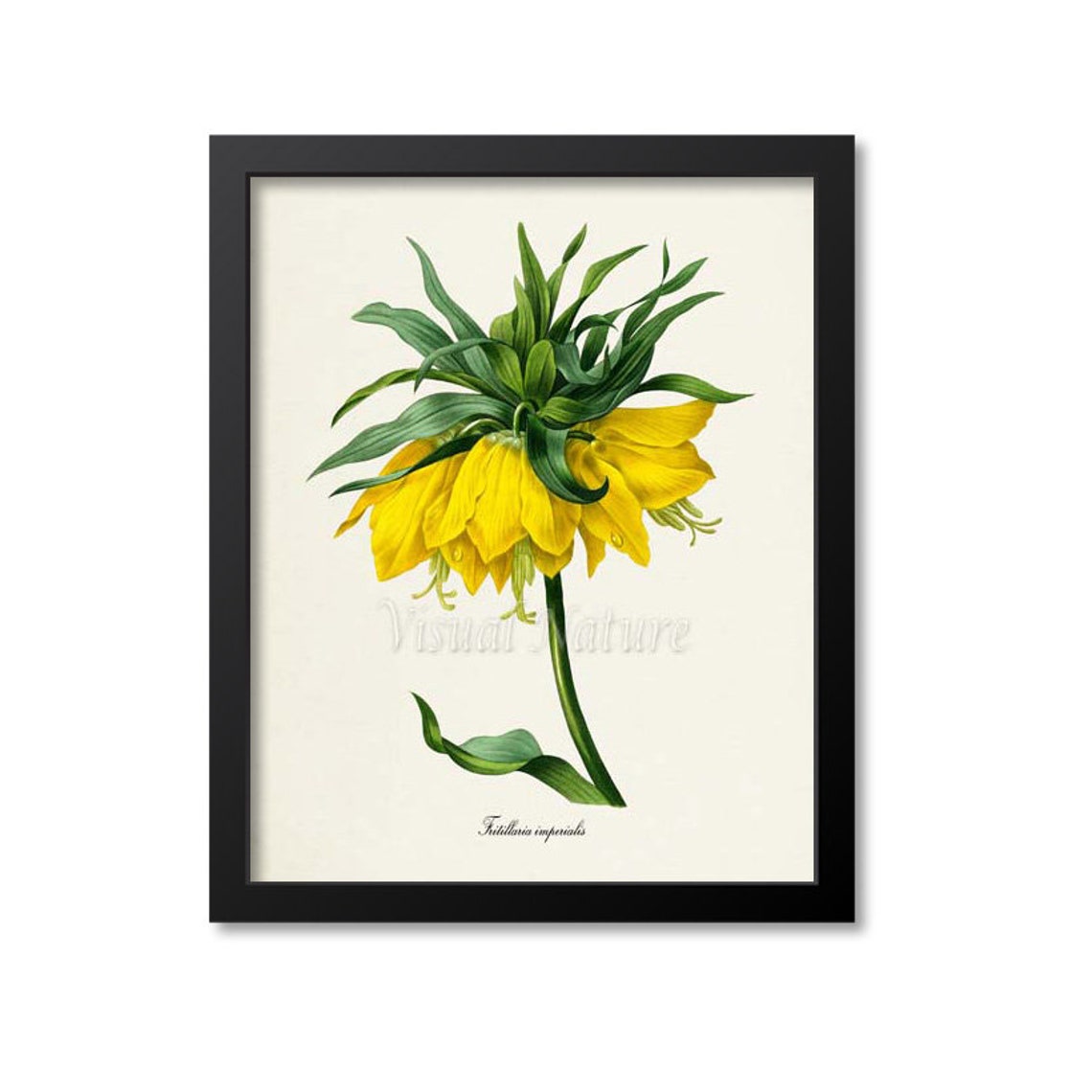Yellow Crown Imperial Fritillaria Regal Vintage Botanical Poster