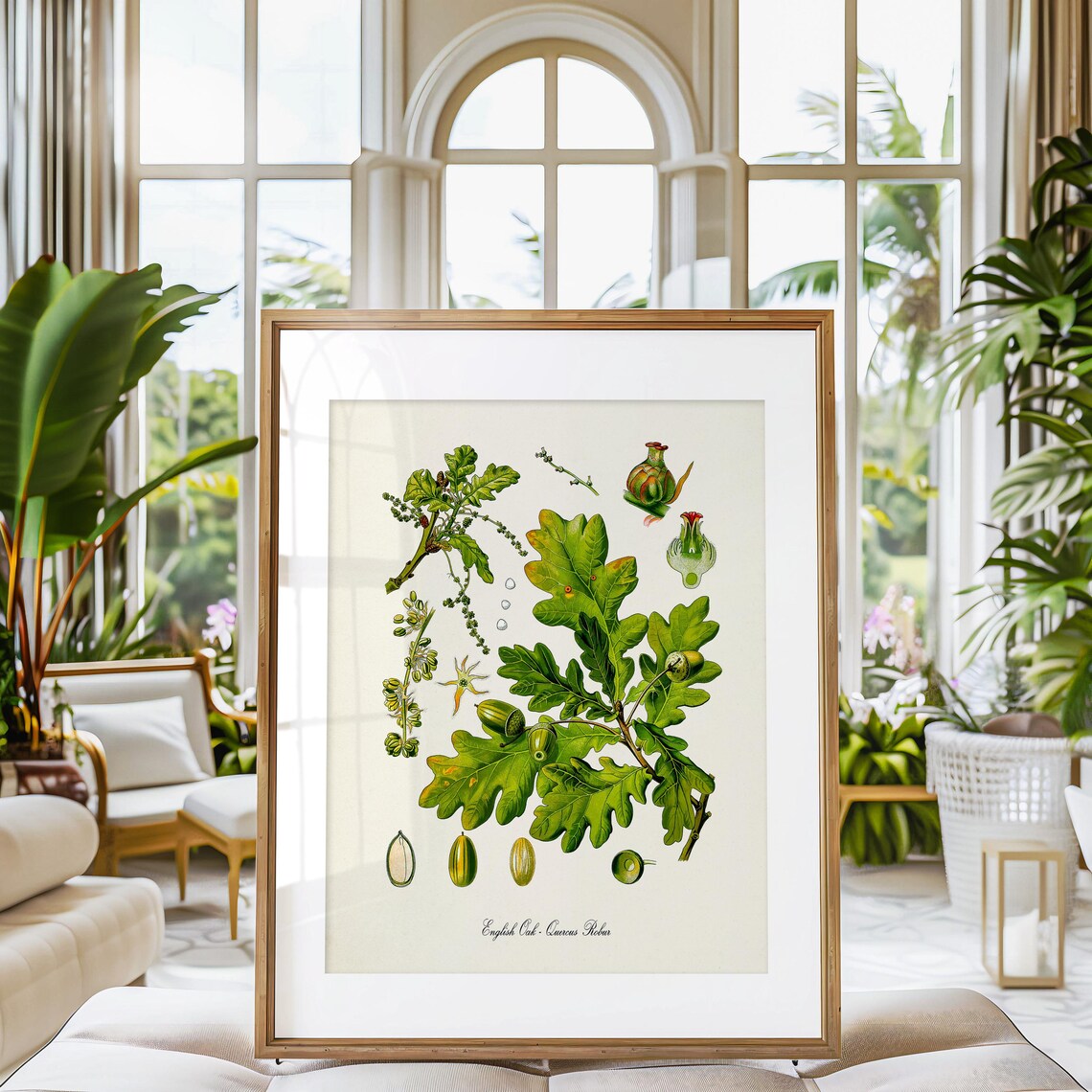 English Oak Botanical Art Print, Quercus Robur - Image 3
