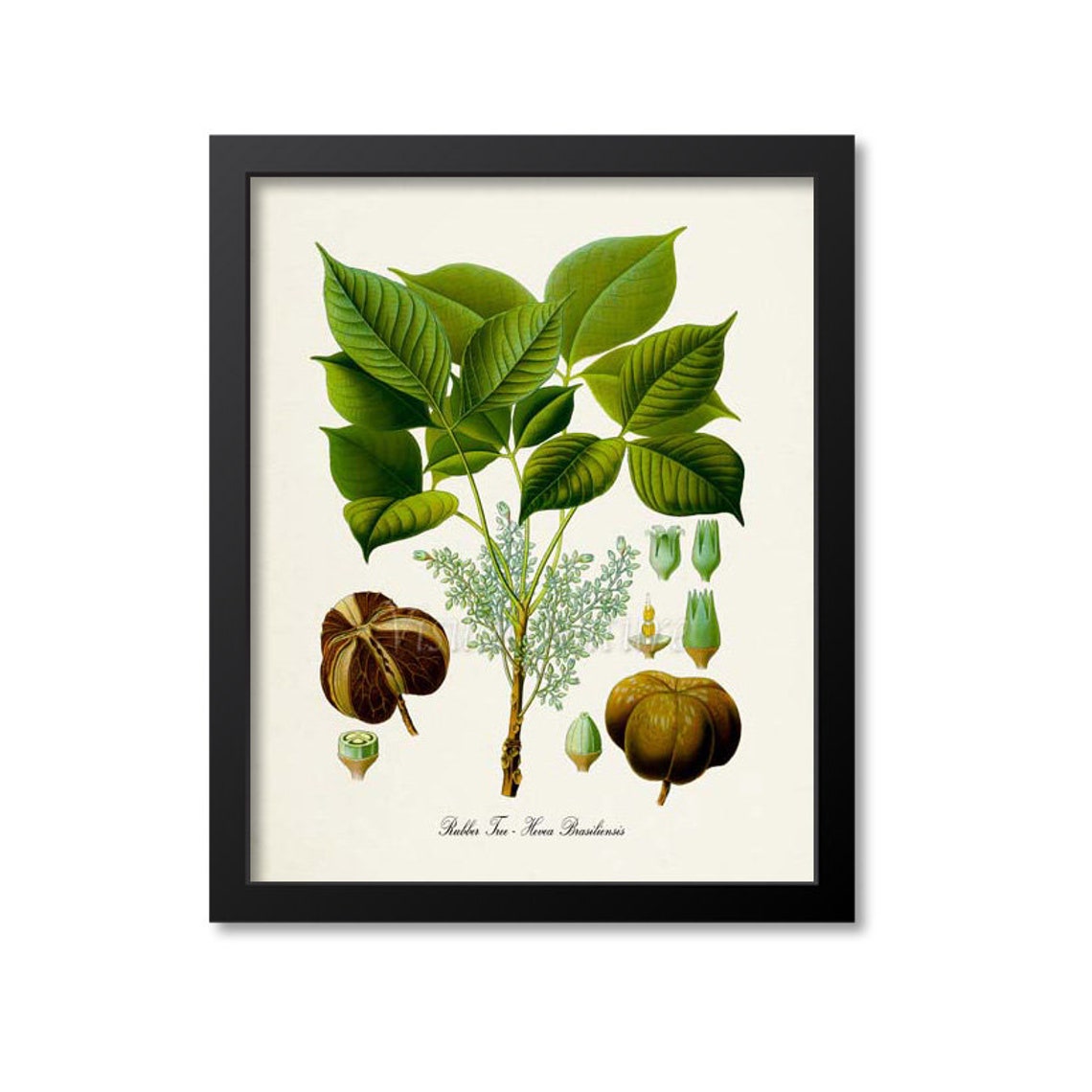 Rubber Tree Hevea Brasiliensis Antique Botanical Science Plate Poster