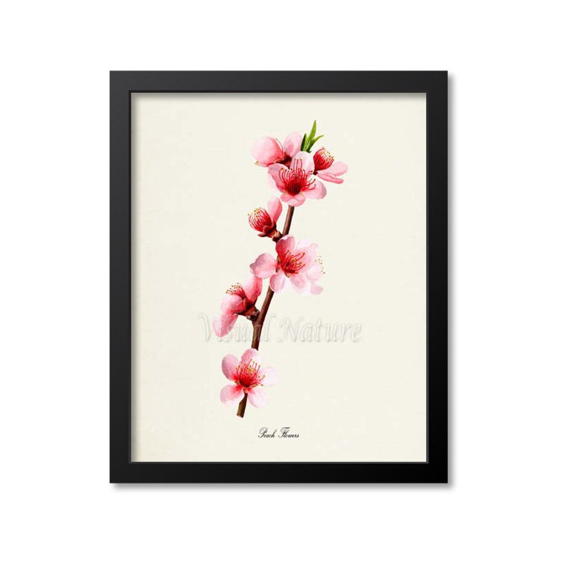 Pink Peach Blossoms on Branch Vintage Spring Floral Classic Poster