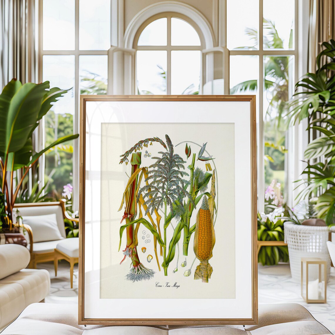 Corn Botanical Art Print, Zea Mays Study - Image 3