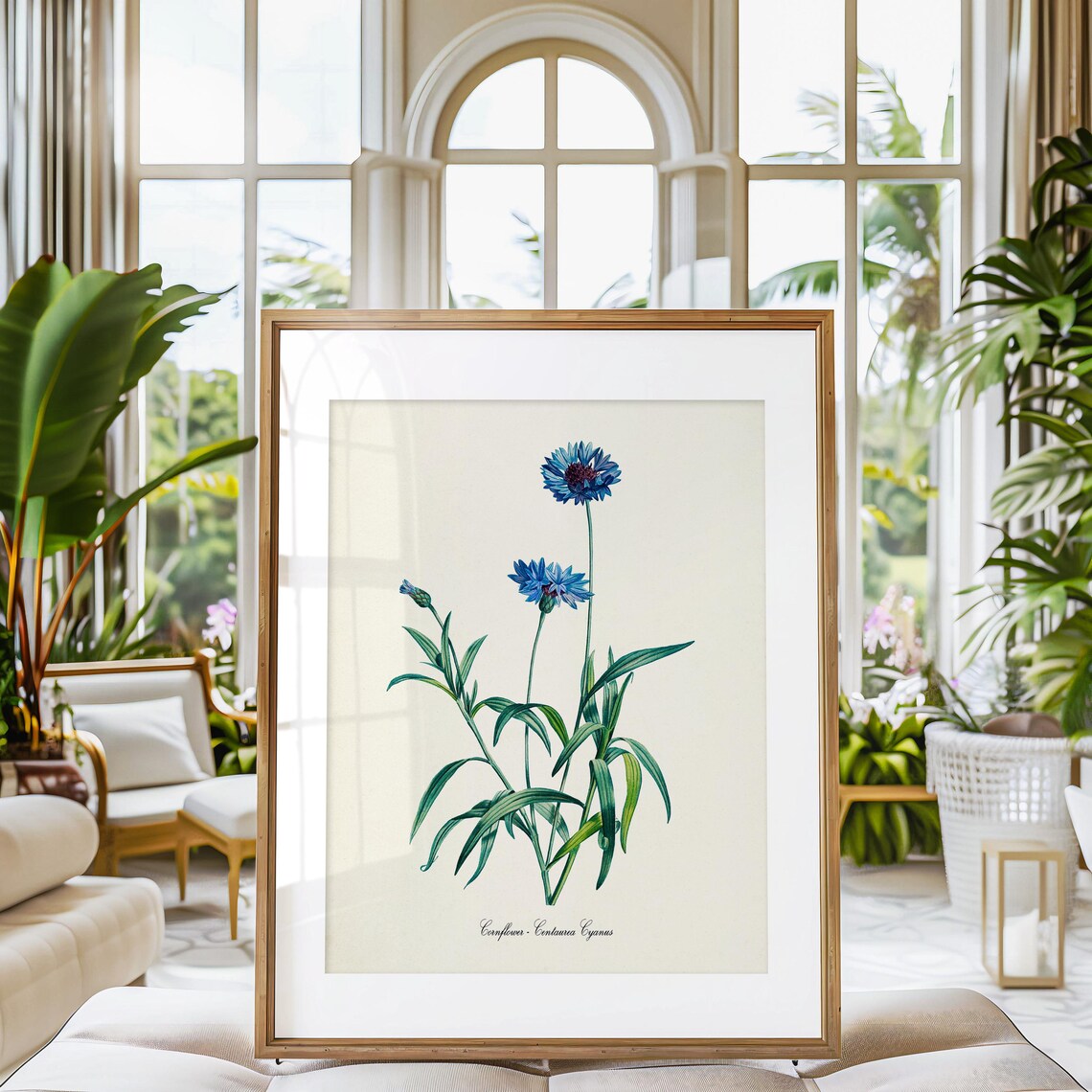 Cornflower Botanical Art Print, Floral Redoute - Image 3