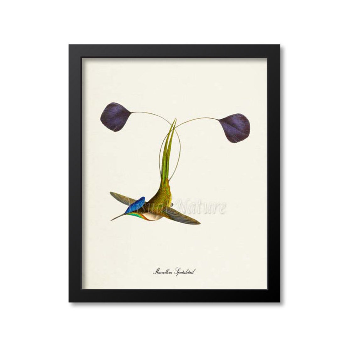 Marvellous Spatuletail Hummingbird Print Bird Art Print Bird Art Bird Poster Flower Art Floral Garden Hummingbird Art Green Blue