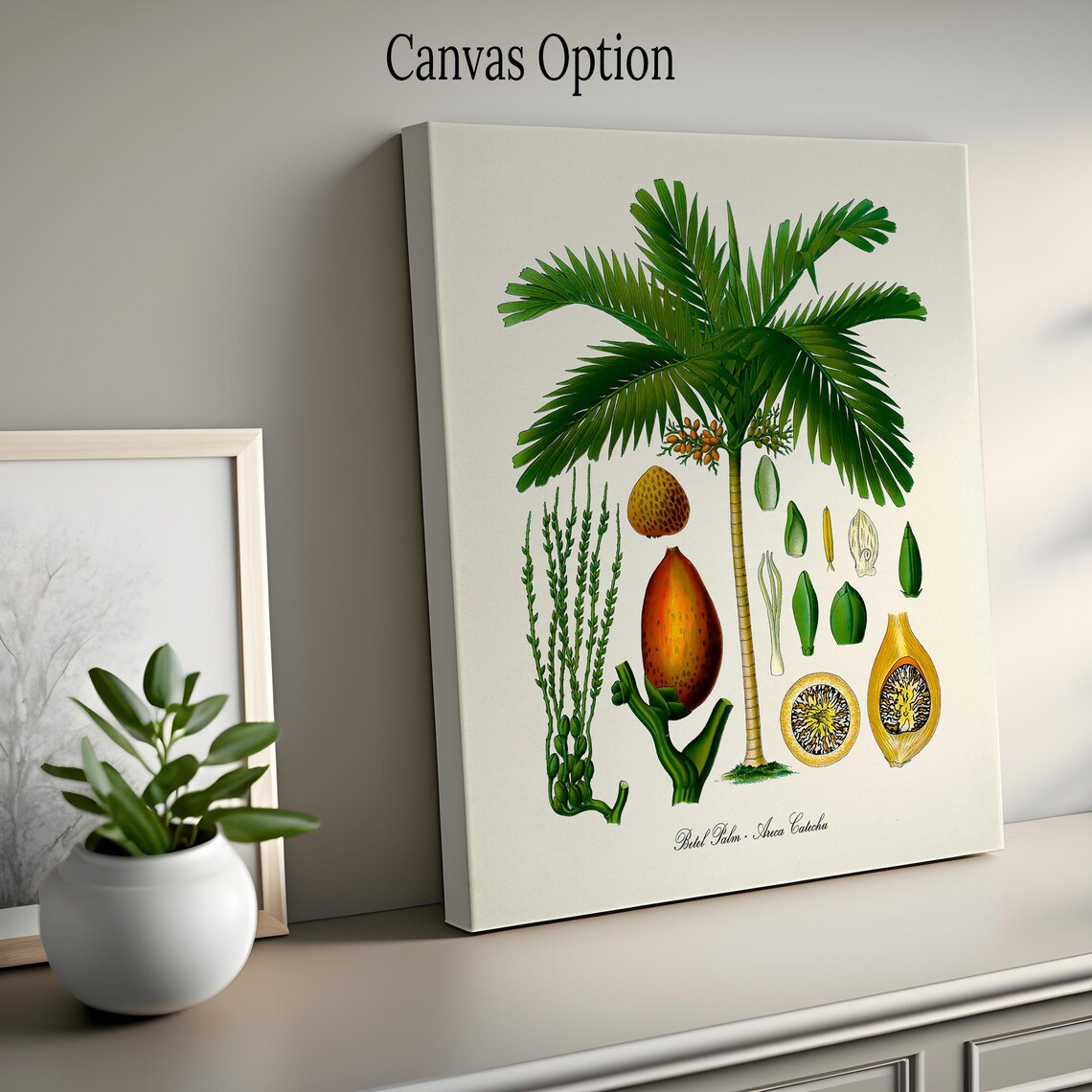 Betel Palm Tree Botanical Art Print, Areca Catechu - Image 2