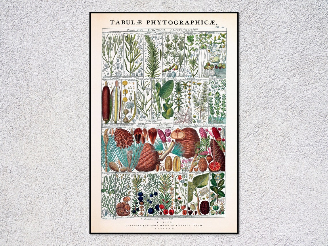 Gessner Tabulae Phytographicae Antique Botanical Pine Cone Art Print