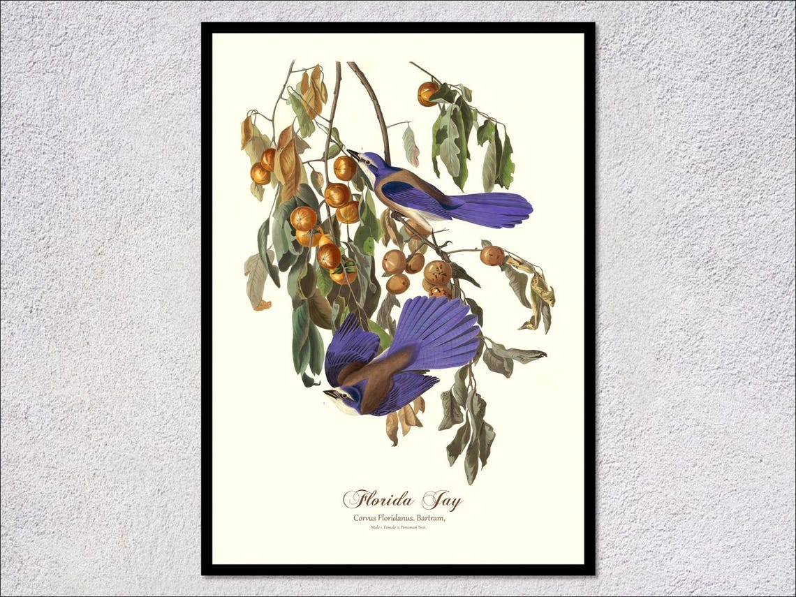 Florida Jay Audubon Vintage Bird Illustration Blue Jay Persimmon Print